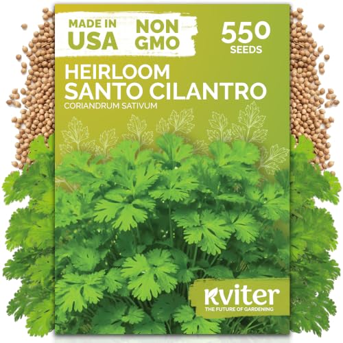 550 Santo Cilantro Heirloom Herb Seeds for Planting