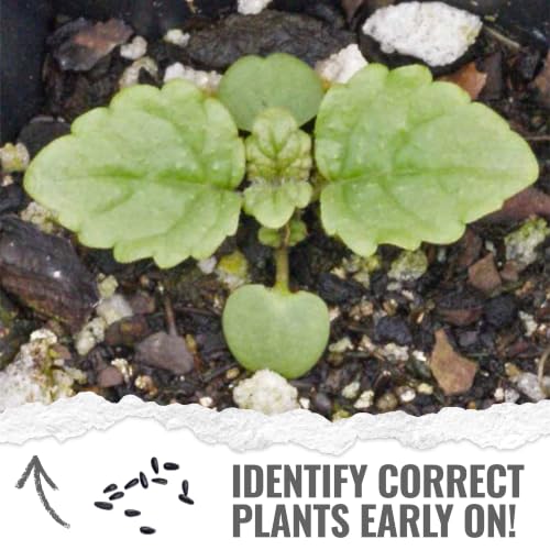 Lemon Balm Seeds to Plant Heirloom Non (5 Packs)