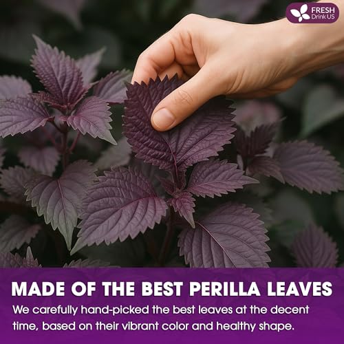 Premium Perilla Leaf Tea (75 Count)