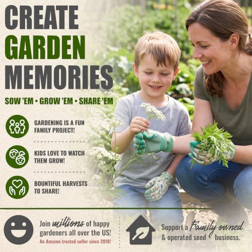 Anise Seeds to Plant Annual Heirloom Non (5 Packs)