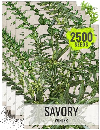Herb Seeds to Plant Winter Savory (5 Packs)