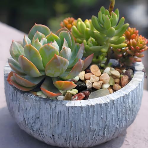 10 lbs Small Succulent Rocks