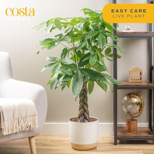 Money Tree Live Indoor Plant (Money Tree, Large (3-4 Feet Tall) in Grow Pot)