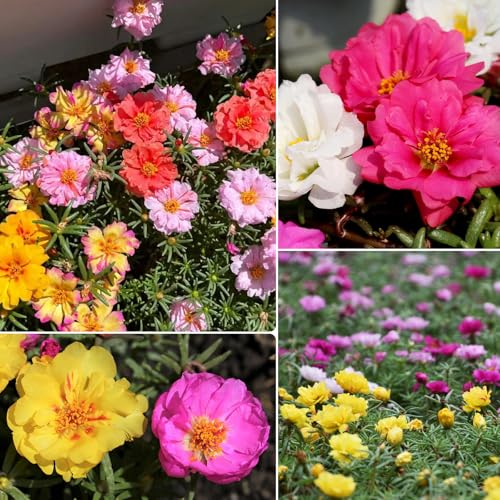 23500+ Mixed Moss Rose Seeds