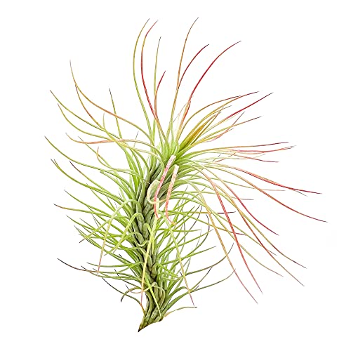 Air Plants Tillandsia Funckiana (5 Count)