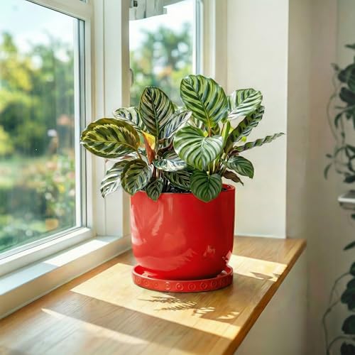 Plant Water Catcher Tray (5.6" / Red)