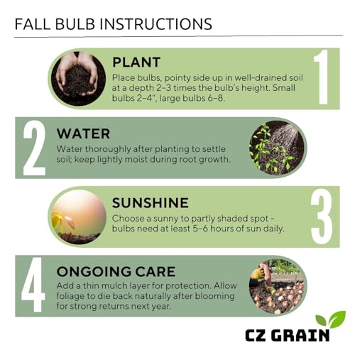 Purple Allium Bulbs for Planting