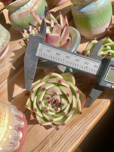 Echeveria Agavoides Blue Dragon Rare Live Succulent Plants (Echeveria Blue Dragon)