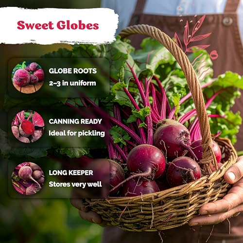 600 Detroit Dark Red Beet Heirloom Vegetable Seeds