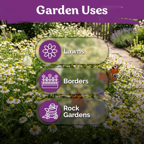2500 Roman Chamomile Heirloom Perennial Flower Seeds