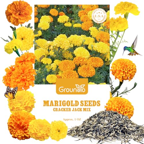 Marigold Seeds