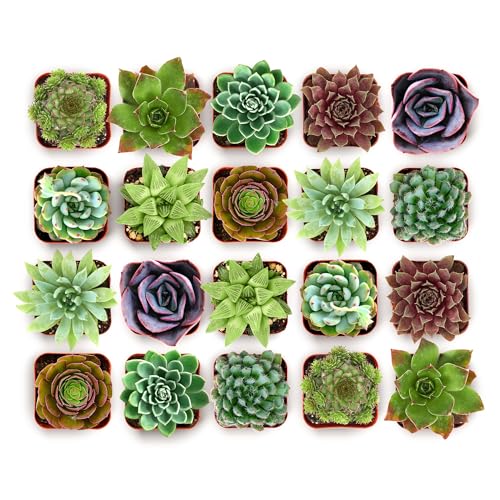 Wild Rosette Succulent Plant Pack (Wild Rosette Collection)