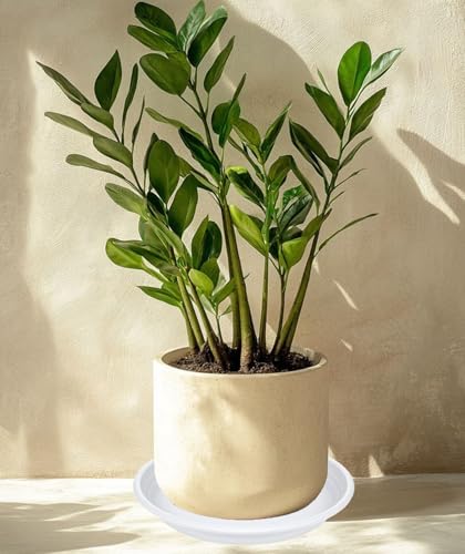 6 Pack of 8 inch Plant Saucer (8" (6 pack) / White)