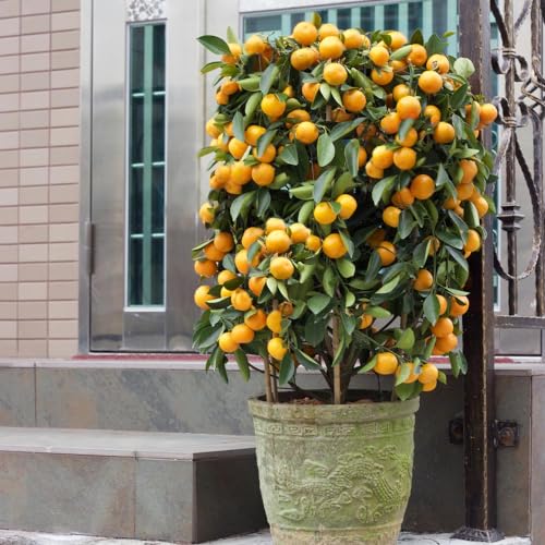 Nules Clementine Tree