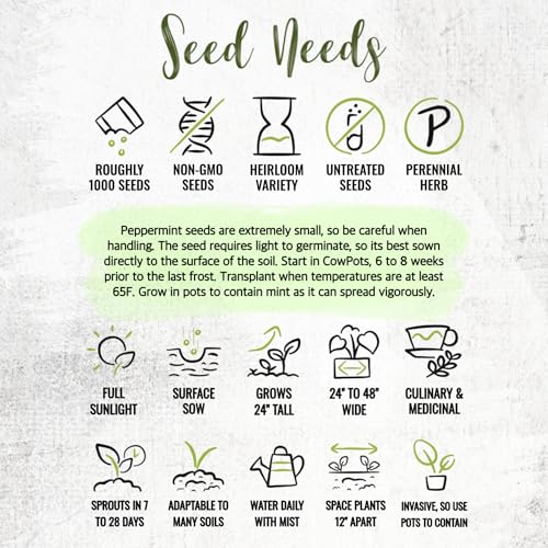 Peppermint Seeds to Plant Heirloom Non (2 Packs)