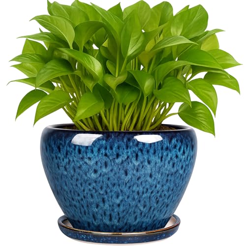 6 Inch Plant Pots