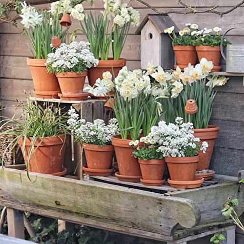 3.3 inch Small Terra Cotta Plant Saucers (3.3 inches)