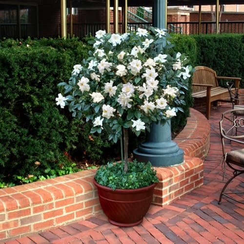 Daisy Ship Gardenia Veitchii Aromatic (2 Count)