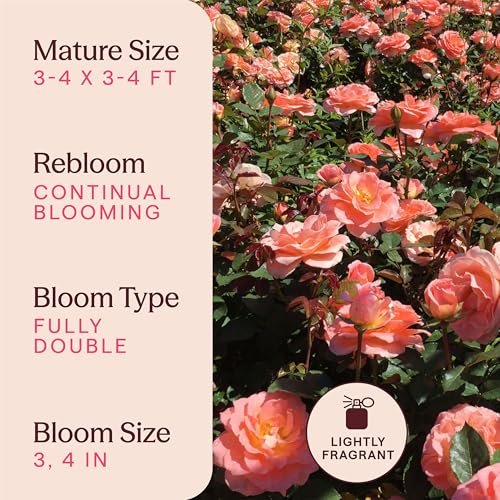 Heirloom Floribunda Roses (Jump For Joy)