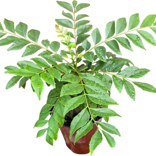 Daisy Ship Curry Leaf Fast (1 × 4-in cup / curry)