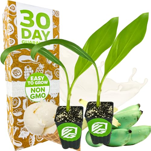Ice Cream Banana Tree (Ice Cream)