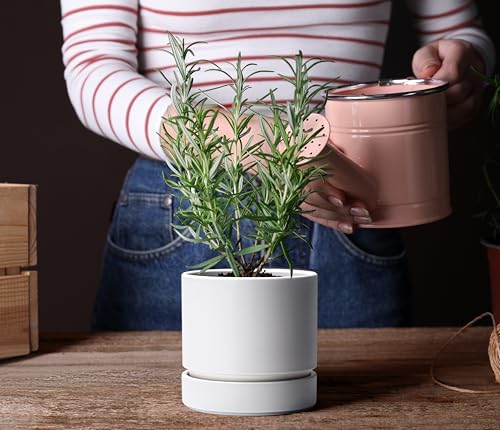 6 Inch Planter Pot with Drainage Hole & Saucer
