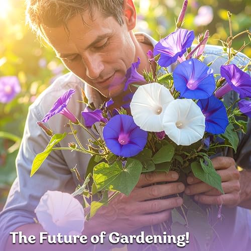 50 Tall Morning Glory Seeds Mix