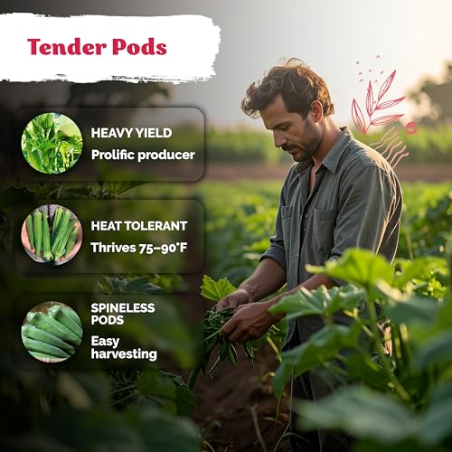 125 Clemson Spineless 80 Okra Vegetable Seeds
