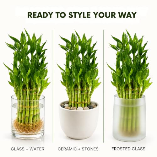 Lucky Bamboo Plant
