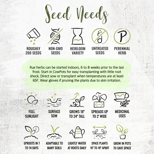 Rue Seeds to Plant Heirloom Non (2 Packs)