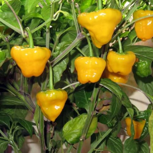 2 Yellow Jamaican Scoth Pepper Plants Live (Yellow Jamaican Scoth Bonnet Pepper)