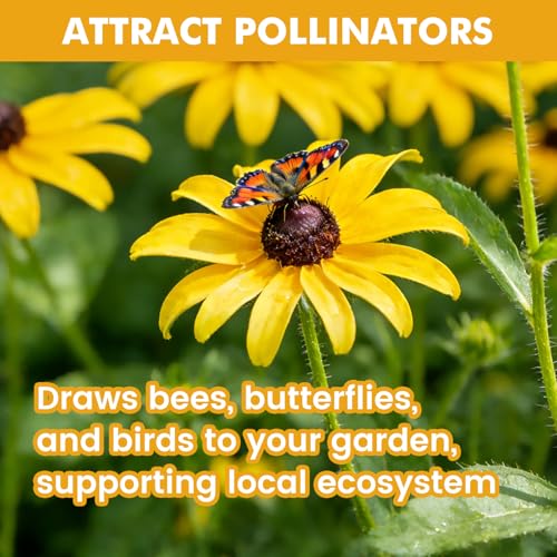 48000+ Black Eyed Susan Seeds for Planting
