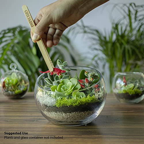 Terrarium Starter Kit