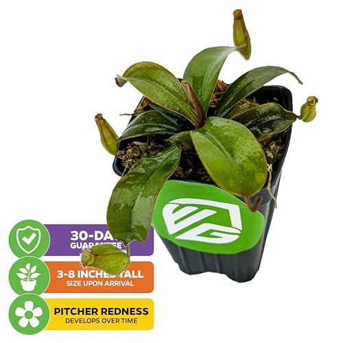Lady Luck Pitcher Plants (Lady Luck)