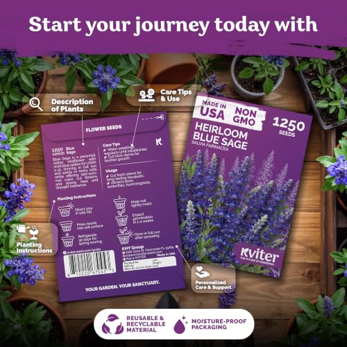 1 250 Blue Sage Heirloom Flower Seeds for Planting
