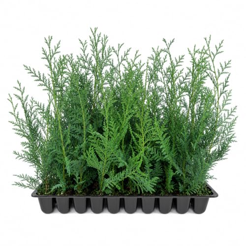 Leyland Cypress (30 Count)