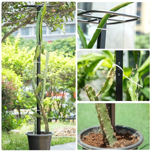 2Pack 63" Dragon Fruit Trellis (12"W x 63"H / 2 Pcs)