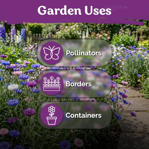800 Polka Dot Mix Dwarf Cornflower Heirloom Flower Seeds