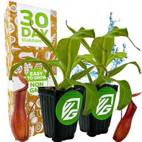 Alata Pitcher Plant (Alata)