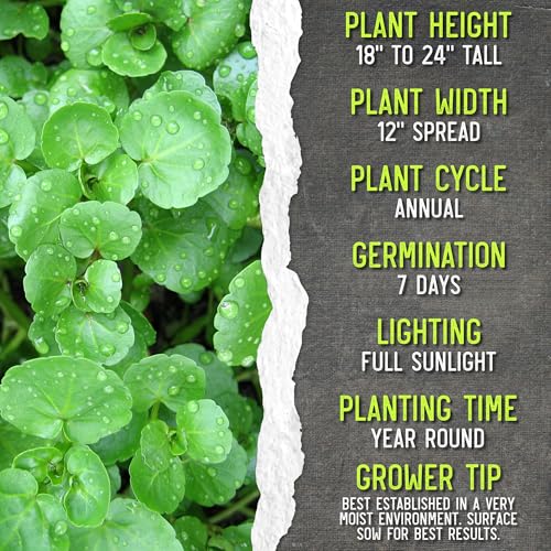 Watercress Seeds to Plant Heirloom Non (2 Packs)
