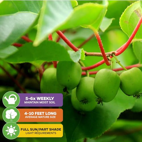 Issai Kiwi Vine (Issai Kiwi)