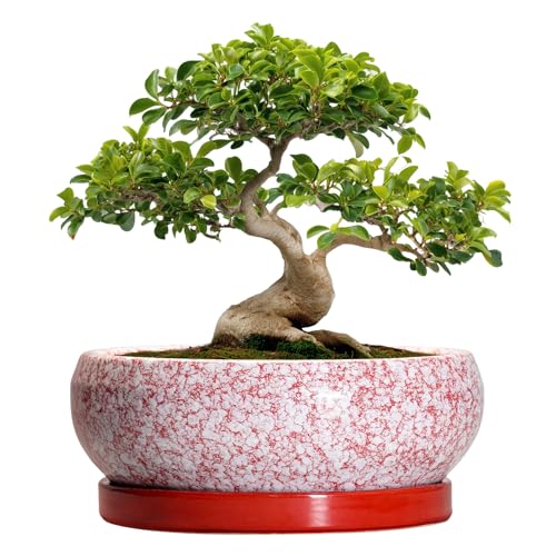 Bonsai Tree Pots 13 Inch (13 Inch / Red-white)