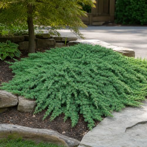 Juniper Procumbens Nana (20 Count)