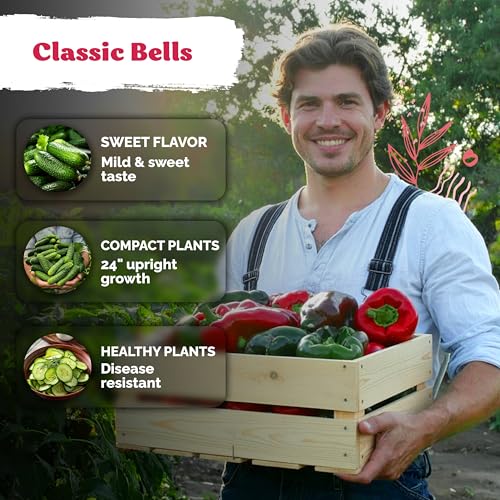 150 California Wonder Sweet Pepper Heirloom Vegetable Seeds