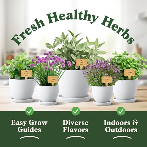 Organic Non GMO Herb Seeds for Planting