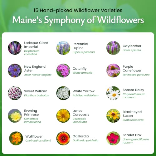 Maine Wildflower Seed Mix (2 Ounce)