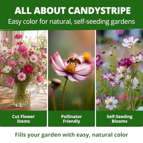 Cosmos Candystripe 600 Flower Seeds Cosmos bipinnatus