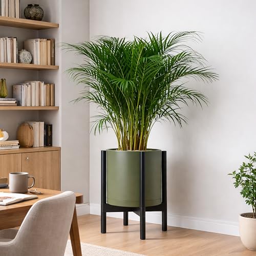 Plastic Pot with Ebony Wood Stand (Olive Pot + Ebony Stand / 12 Inch)