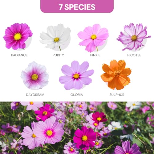Cosmos Seeds 7 Varieties Mix