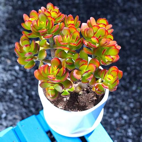 Dwarf Jade with Green Stripe Pot (Green Pot)